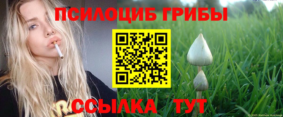 Псилоцибиновые грибы Psilocybe Орехово-Зуево